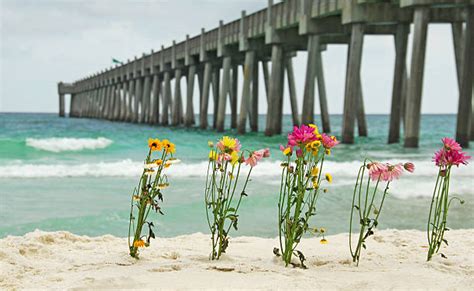 290 Gulf Islands National Seashore Stock Photos Pictures And Royalty