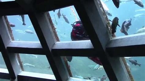Seattle Aquarium Океанариум Сиэтла Youtube