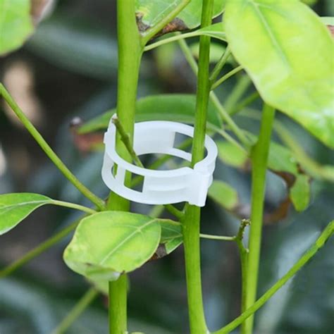 Buy 50pcs Tomato Garden Plant Support Clips For