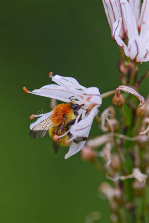 Bee On A White Flower Stock Photo Image Of Insect Pollination 54036050