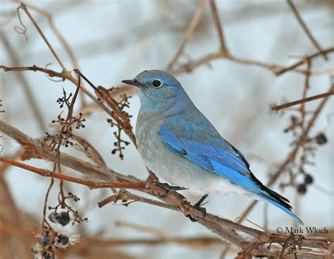 Mostly Birds (but not always): Mountain Bluebird Macomb County 12/22/2016