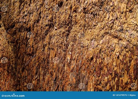 Close Up Of Bark Of Sequoia Tree Sequoia Park California Stock Image