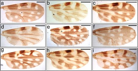 Wing Patterns Of The Major Culicoides Spp Identified In This Study A