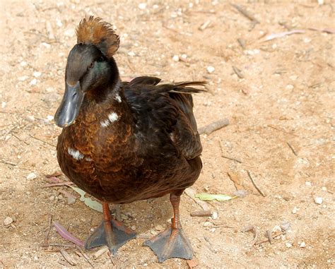 Hybrid Crested Duck Lophonetta Speculariodes At A Local Flickr