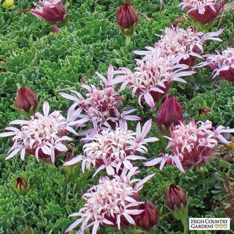 Carpeting Pincushion Flower Is A Fantastic Groundcover New To