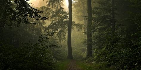 Dirt Pathway Crossing Two Tall Trees At Forest During Daytime Nature