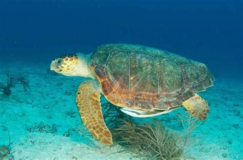 Endangered Loggerhead Turtle Sea Turtle Species Loggerhead Sea Turtle
