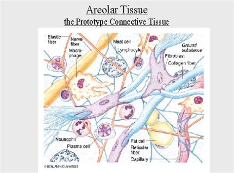 Loose (areolar connective tissue) is the most abundant form of collagenous connective tissue. Connective tissue - BIOLOGY4ISC