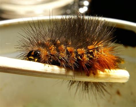 Black and yellow hairy caterpillars. Black Haired Hairy Orange and yellow Caterpillar ...