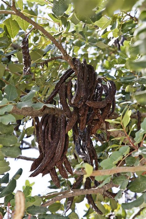 Carob Tree Seed Pods Stock Image C0115746 Science Photo Library