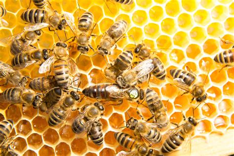 Queen Honey Bee Laying Eggs