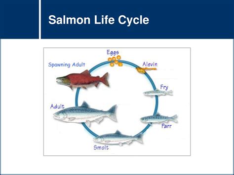 Ppt Life Science Ecosystems Life Cycles Salmon Powerpoint