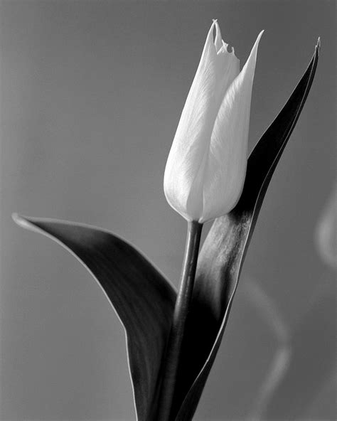 A black and white picture poppy flower. 50 Best Black And White Photography To Get Inspire - The ...