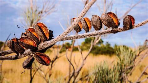 Seeds Of The Desert Central Australia 2 Photograph By Lexa Harpell