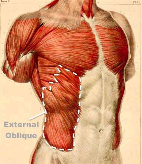 Oblique Muscle Injury
