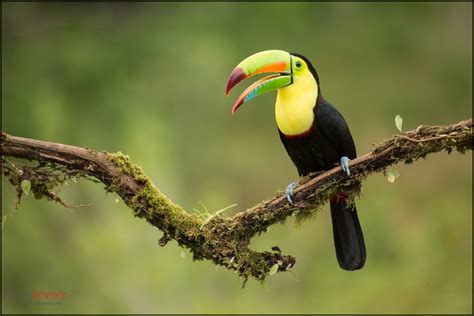 Fond Décran La Nature Des Oiseaux Forêt Tropicale Costarica