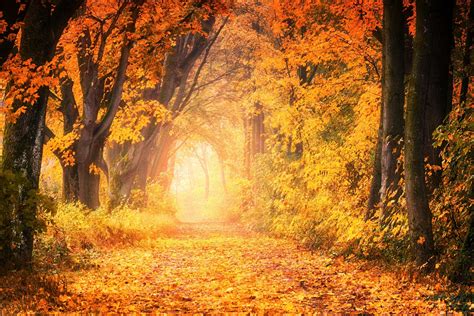 Nature Autumn 4k Uhd Wallpapers Hd Wide Wallpapers Desktop Background Images