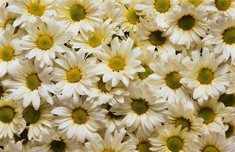 วอลเปเปอร์ Daisies ดอกไม้ กลีบดอก หลายคน สีขาว สีเหลือง