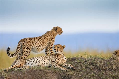Best Time To Visit Kenya Kenya Safari Best Time To Safari In Kenya