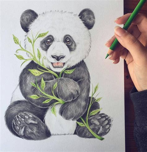 Pin By Spbb On Draw For The Love Of Drawing Panda Drawing Cute Panda