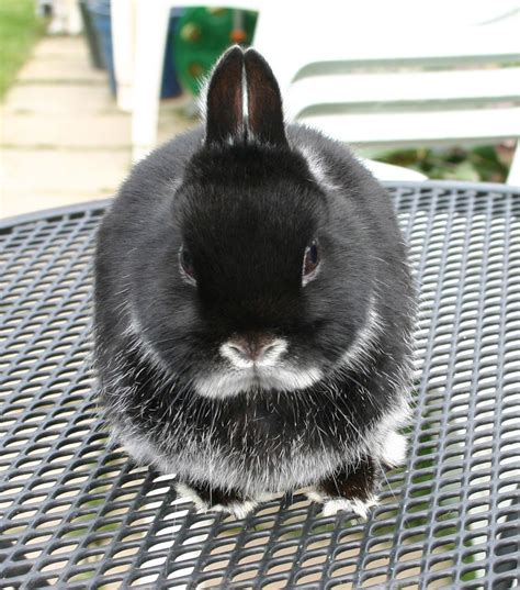 Netherland Dwarf Rabbit The Smallest Breed Weighs About 2 Pounds