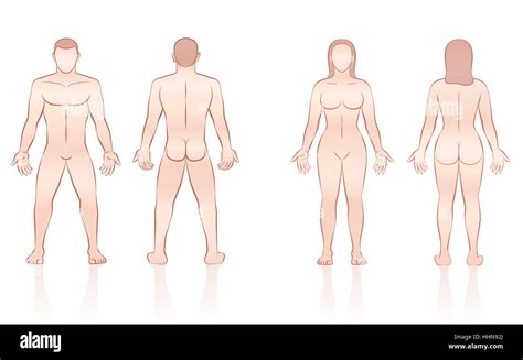 Cuerpo Humano Hombre Y Mujer Desnuda Vista Frontal Y Posterior