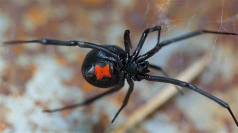 Kids Allow Black Widow Bite Them In Hopes Of Gaining Spider Man Powers