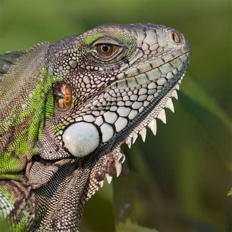 Free Photo Iguana Lizard Animal Predator Wildlife Free Download