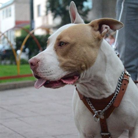 The pit bulls history with horrendous training and mistreatment by few irresponsible owners has led to instances of extreme aggression that has. Hércules. #instapet #pitbull #bull #dog #instadog #lovelydog #loveit #taptap #doubletap ...