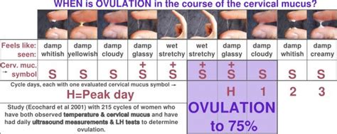 When Is Ovulation