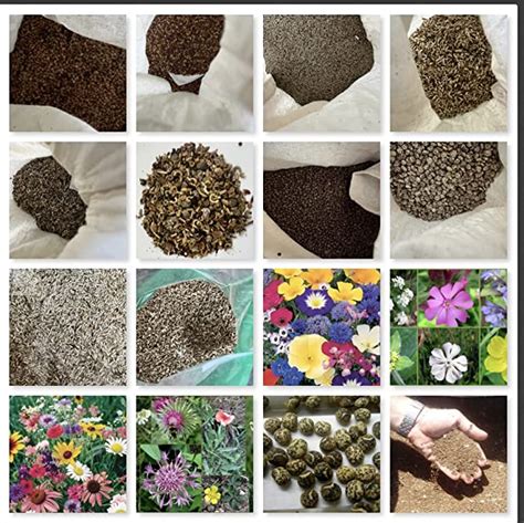 Dwarf Wildflower Seeds Mix Uk No Grass No Sand 100g