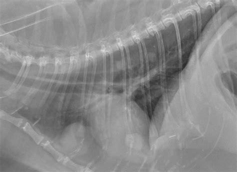 Image Gallery Primary And Metastatic Tumors Part 1 Clinicians Brief