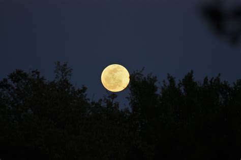 Full Moon Over Tree Tops Free Stock Photo Public Domain Pictures