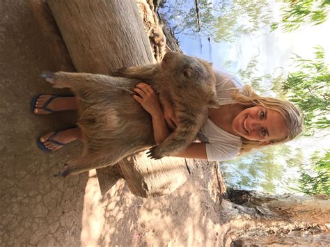 Billabong Sanctuary Hold Koalas And Wombats And Feed Kangaroos