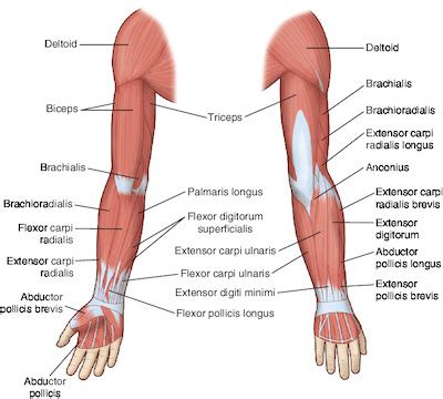 Major muscles of the body, with their common names and scientific (latin) names your job is to diagram and label the major. arm | Taber's Medical Dictionary