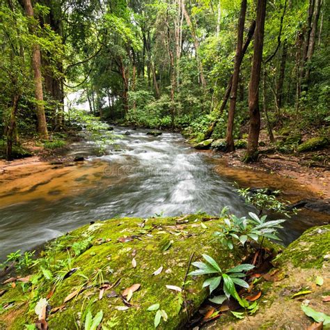 Tropical Rainforest Landscape With Flowing River Thailand Stock Image