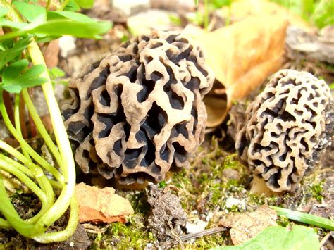 Maybe you would like to learn more about one of these? Träume sind Schäume: Der erste Pilz im Garten