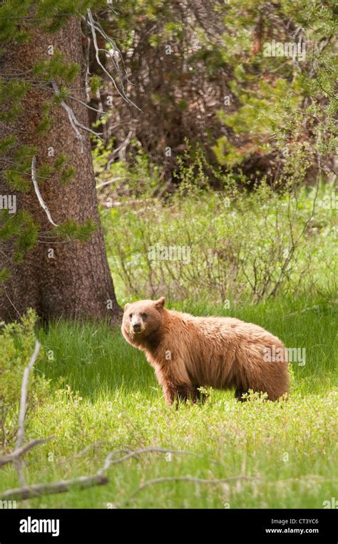 American Black Bear In Yosemite National Park Stock Photo Alamy