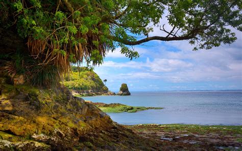 Trees Landscape Sea Bay Water Rock Nature Shore Photography