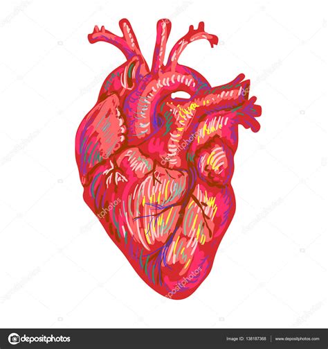 Human Heart Sketch Design Medical Anatomical Art Coronal Artery