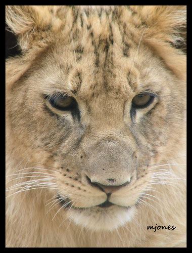 Lion Cub Oklahoma City Zoo Monte Flickr