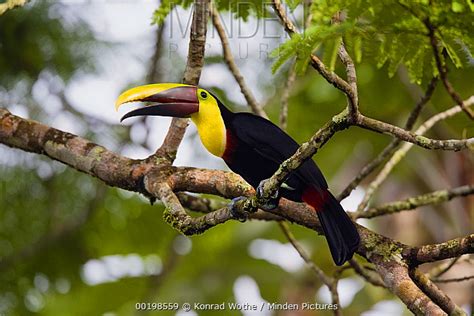 Chestnut Mandibled Toucan Stock Photo Minden Pictures