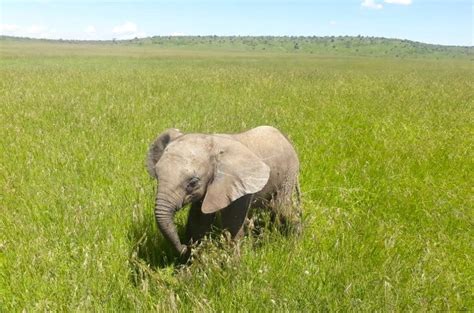 Lost Baby Elephant Re United With Mother