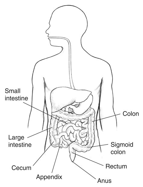 Gi Tract With Labels Pointing To The Small Intestine Large Intestine Colon Sigmoid Colon