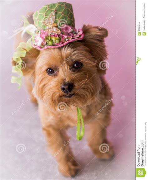 Yorkie Dog Wearing Flowered Top Hat Stock Photo Image Of Flowers