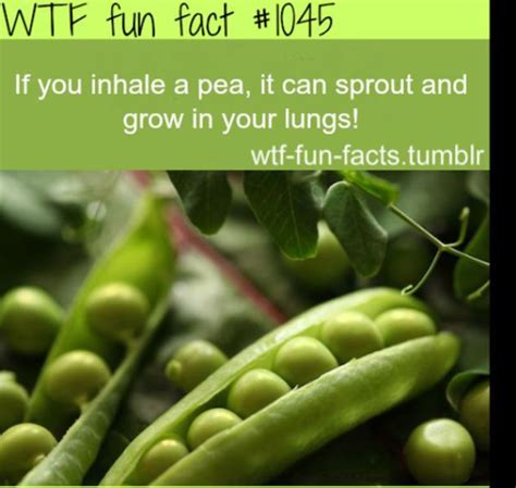 Selection Of Wtf Fun Facts 45 Pics