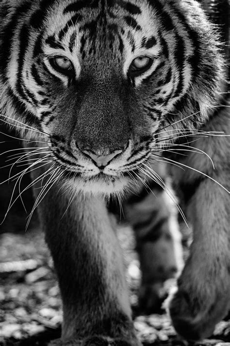 352 Best Of Black And White Images On Pinterest Animales