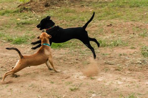 Two Dogs Biting Each Other Until The Dust Clouded Stock Image Image