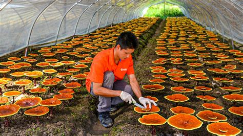 Reishi Mushroom Growing Process How Red Reishi Mushrooms Are Grown