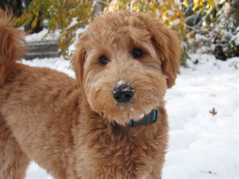 Free coloring pages of goldendoodle puppies. Miniature Goldendoodle (Golden Retriever-Poodle mix) Info ...